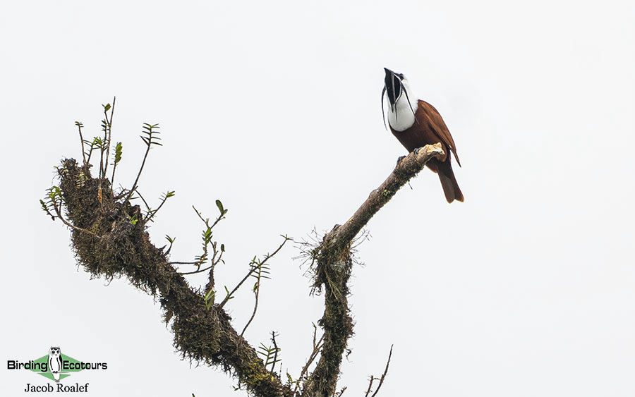 Costa Rica birding report