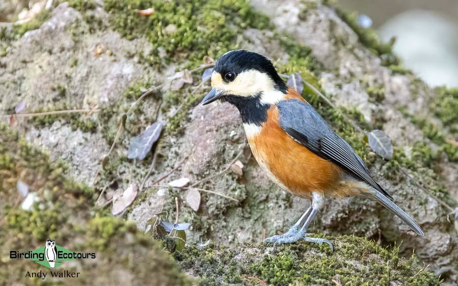 Japan birding tour
