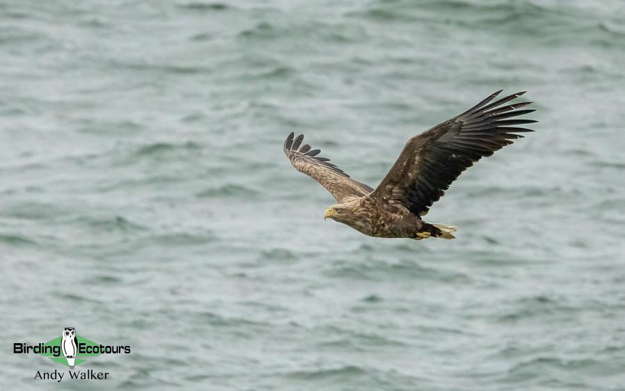 Japan birding tour