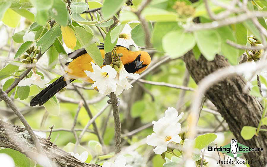 USA Texas spring report
