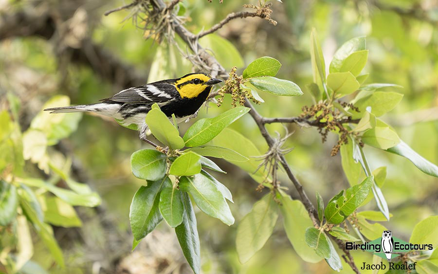 USA Texas spring report