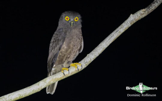 Andaman Islands Endemics