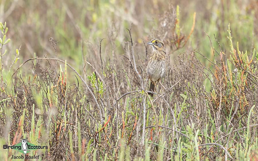 USA Texas spring report