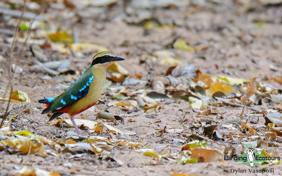 Birding Africa continent strategically
