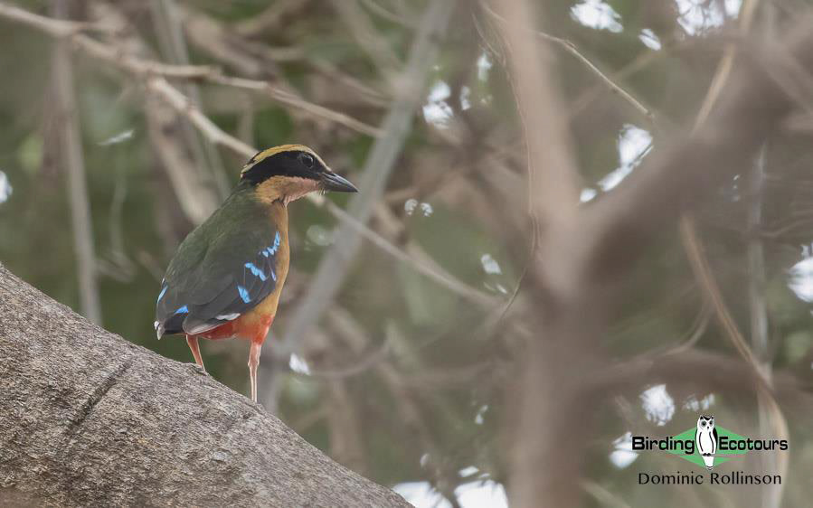 Africa’s Pittas