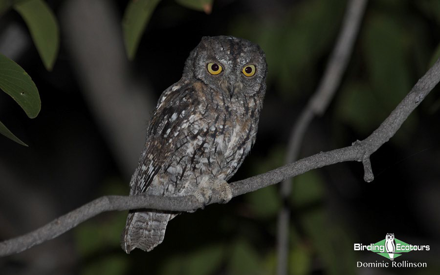 Birding Africa continent strategically