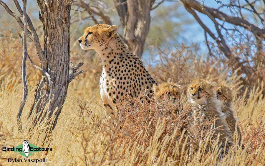 Birding Africa continent strategically