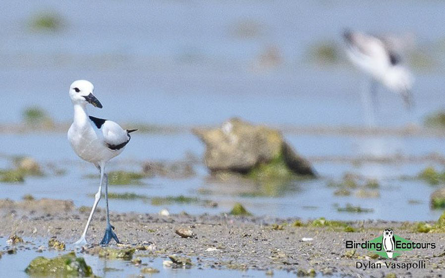 Birding Africa continent strategically