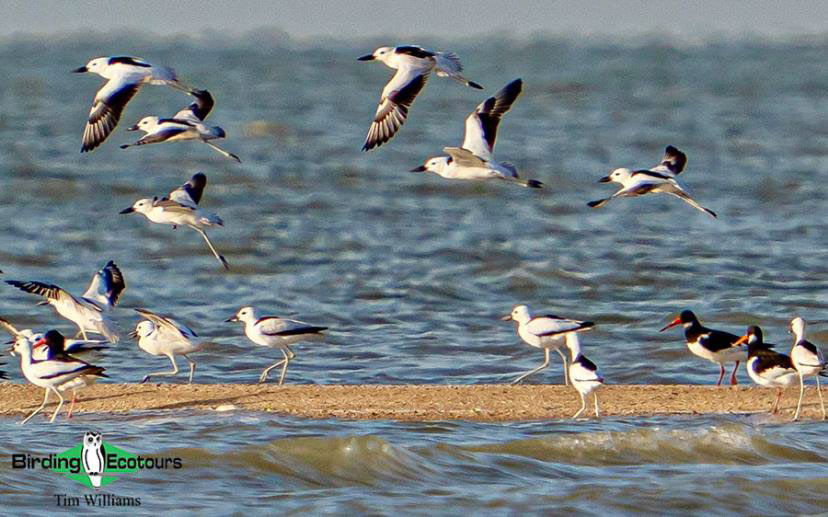 Northwest India birding tours