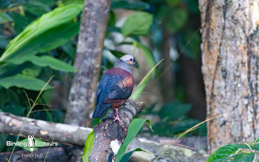 Jamaica birding tours