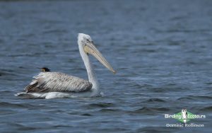 Azerbaijan birding tours