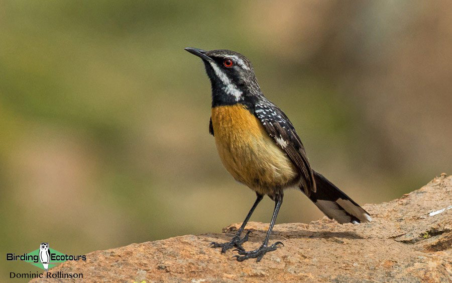 Birding Africa continent strategically
