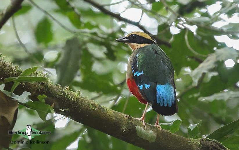 Africa’s Pittas