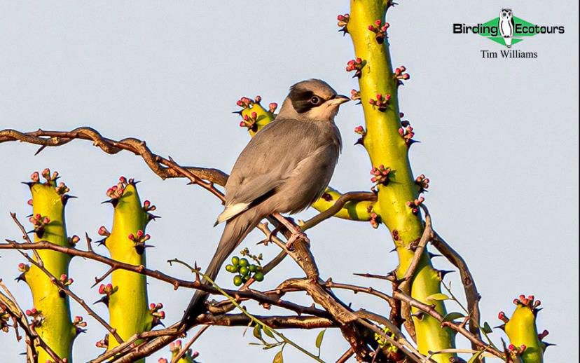 Northwest India birding tours