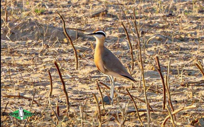 Northwest India birding tours