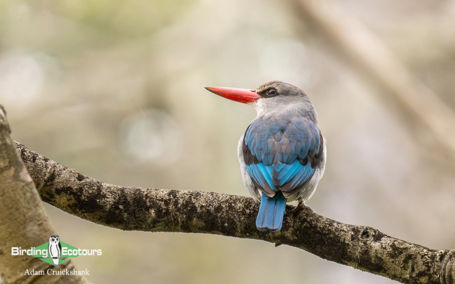 KwaZulu-Natal birding spots 