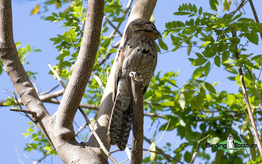 Jamaica birding tours
