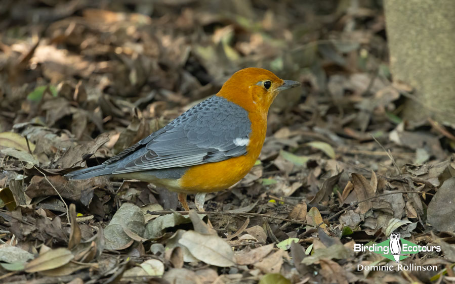 Southern India birding tours