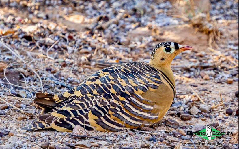 Northwest India birding tours