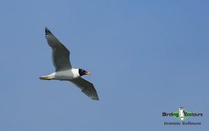 Azerbaijan birding tours