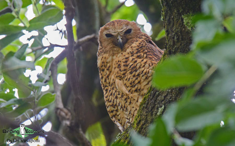 Birding Africa continent strategically