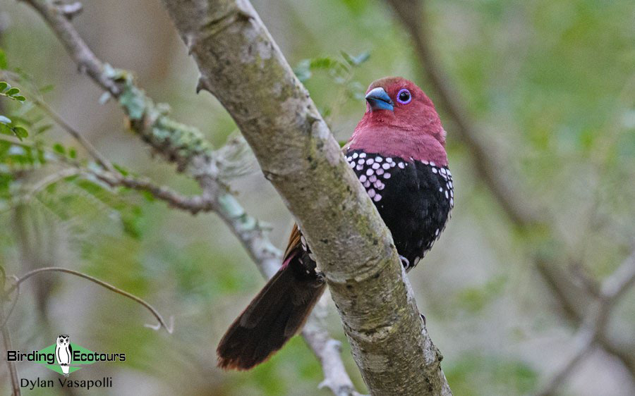 Birding Africa continent strategically