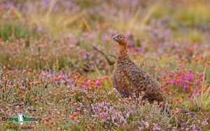Scotland in Spring