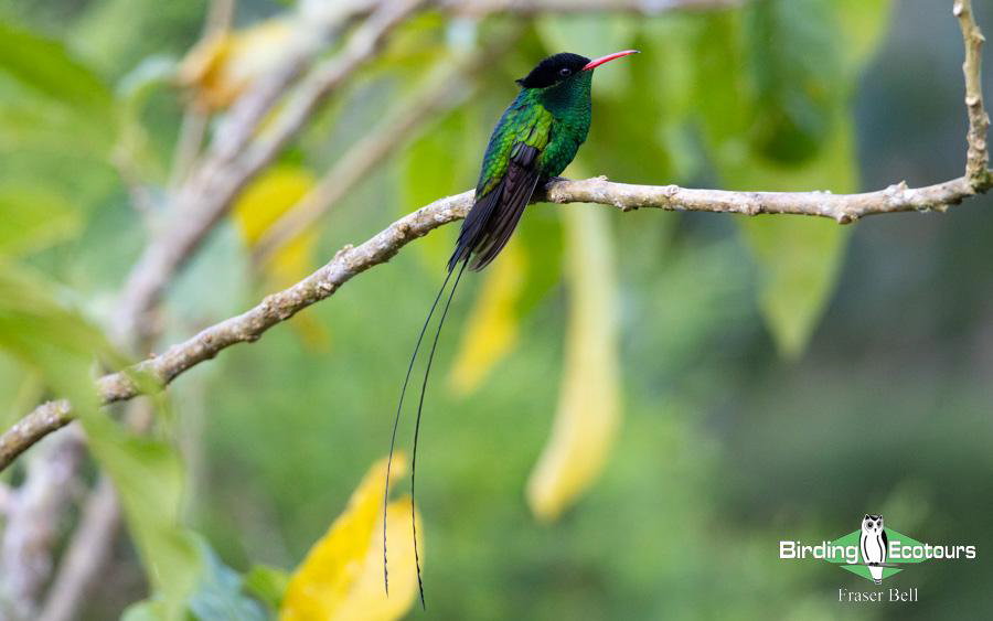 Jamaica birding tours