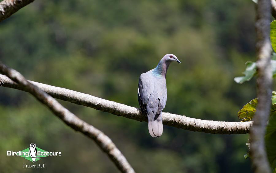 Jamaica birding tours