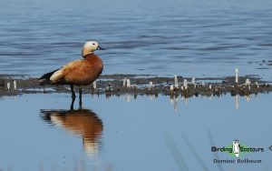 Morocco birding tours