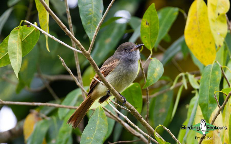 Jamaica birding tours