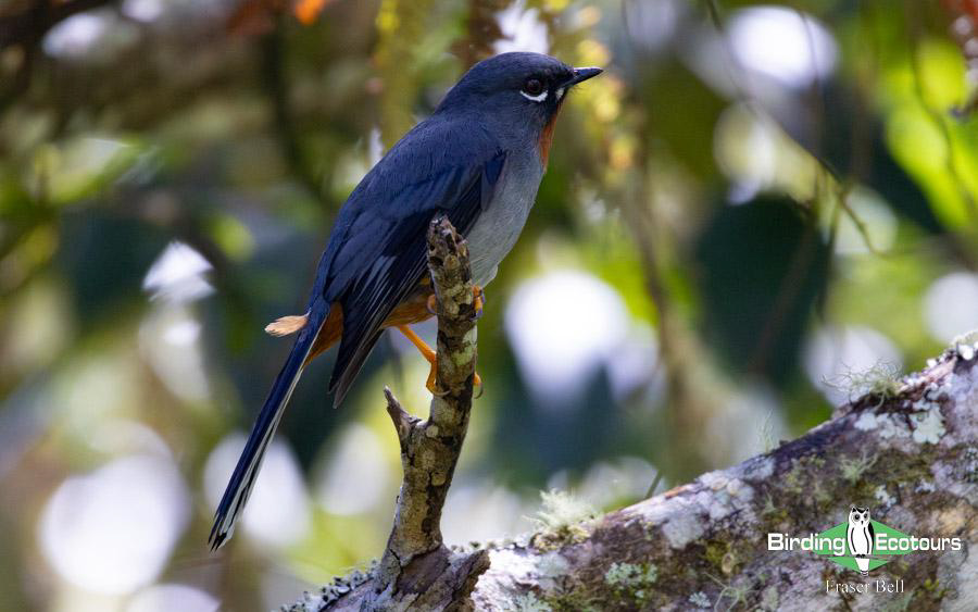 Jamaica birding tours