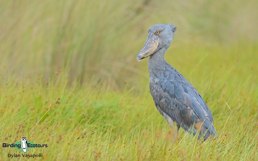 Birding Africa continent strategically