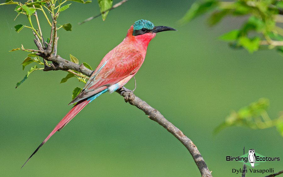 Birding Africa continent strategically