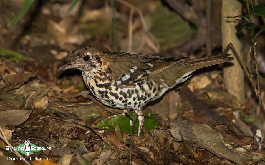 KwaZulu-Natal birding spots 