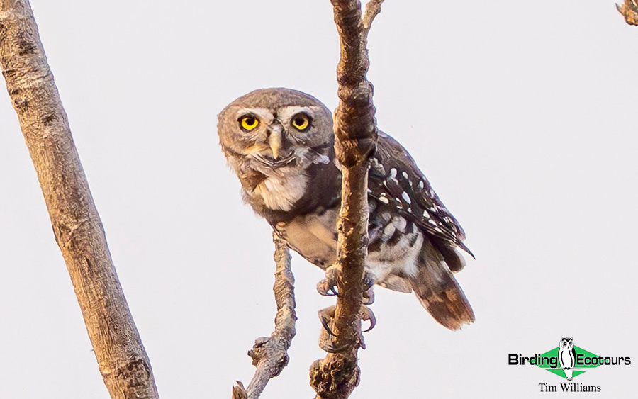 India, Forest Owlet extension 