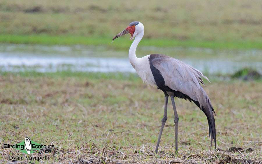 KwaZulu-Natal birding spots 