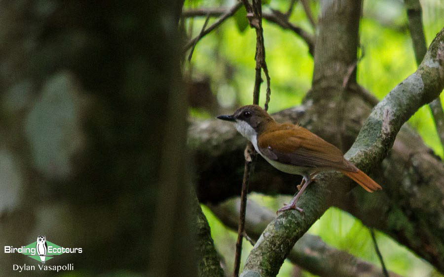 Birding Africa continent strategically