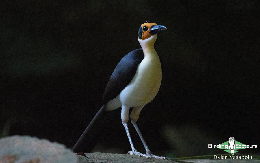 Birding Africa