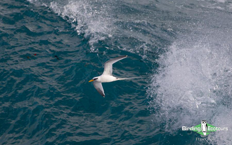 Jamaica birding tours