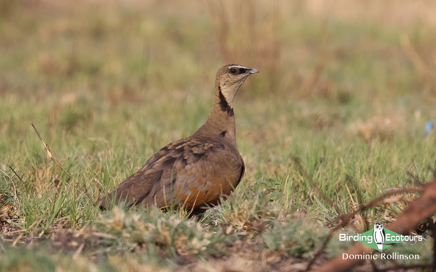 Birding Africa