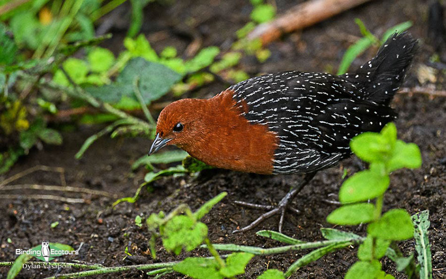 Birding Africa continent strategically