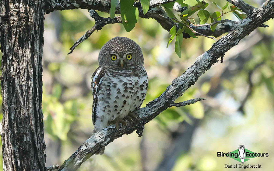 Limpopo Birding Tour