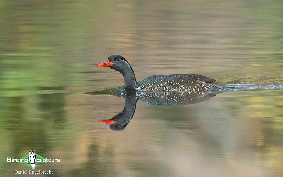 Limpopo Birding Tour