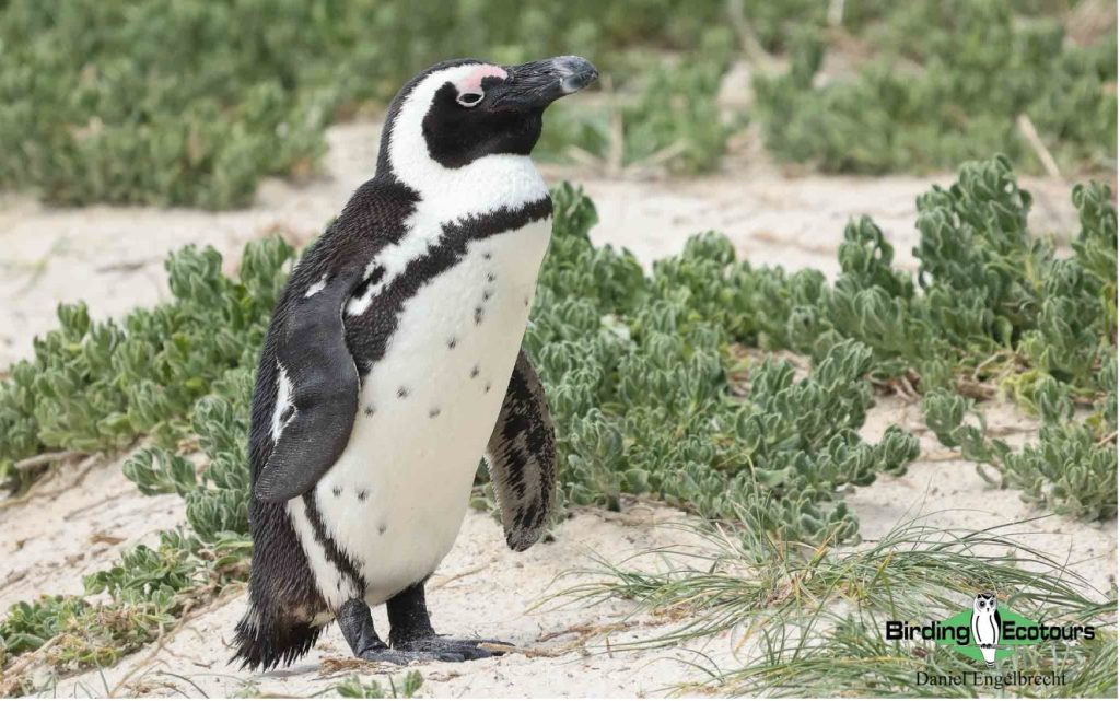 Budget Cape Town birding