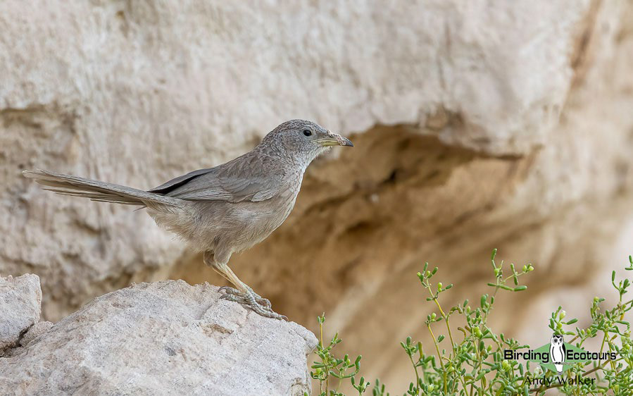 Owling in Oman 