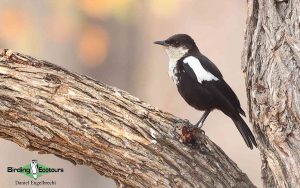 Limpopo Birding Tour