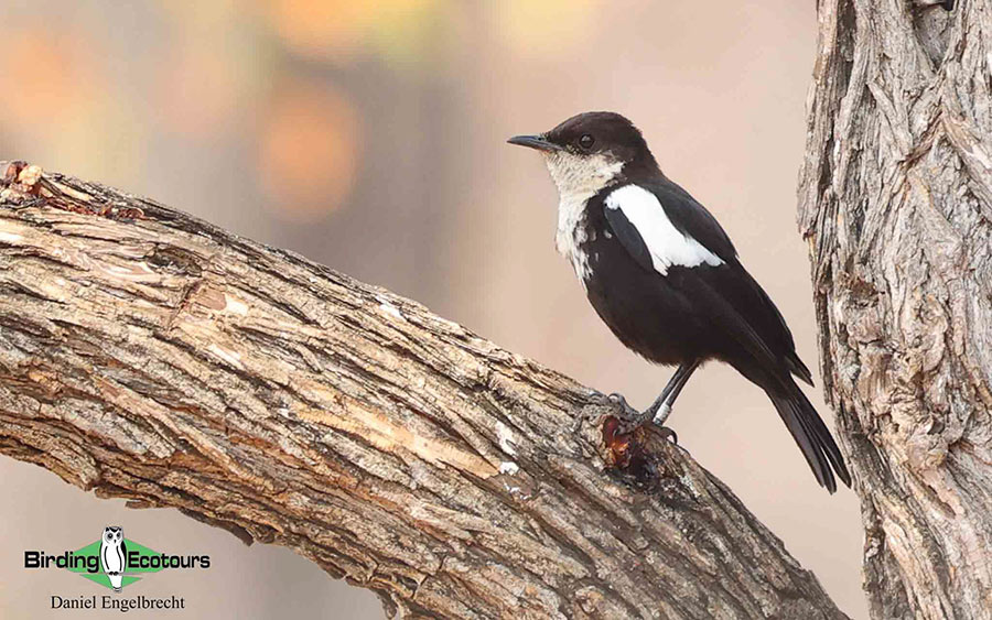 Limpopo Birding Tour