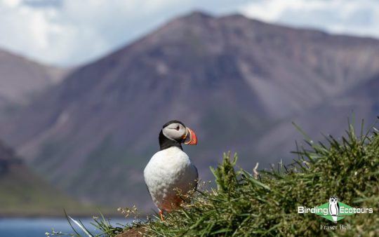 Iceland trip report