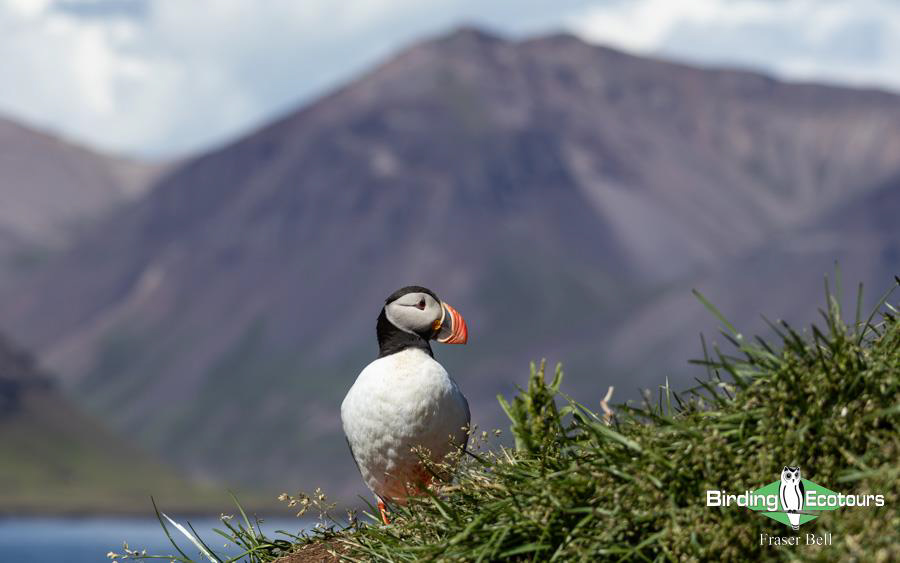 Iceland trip report